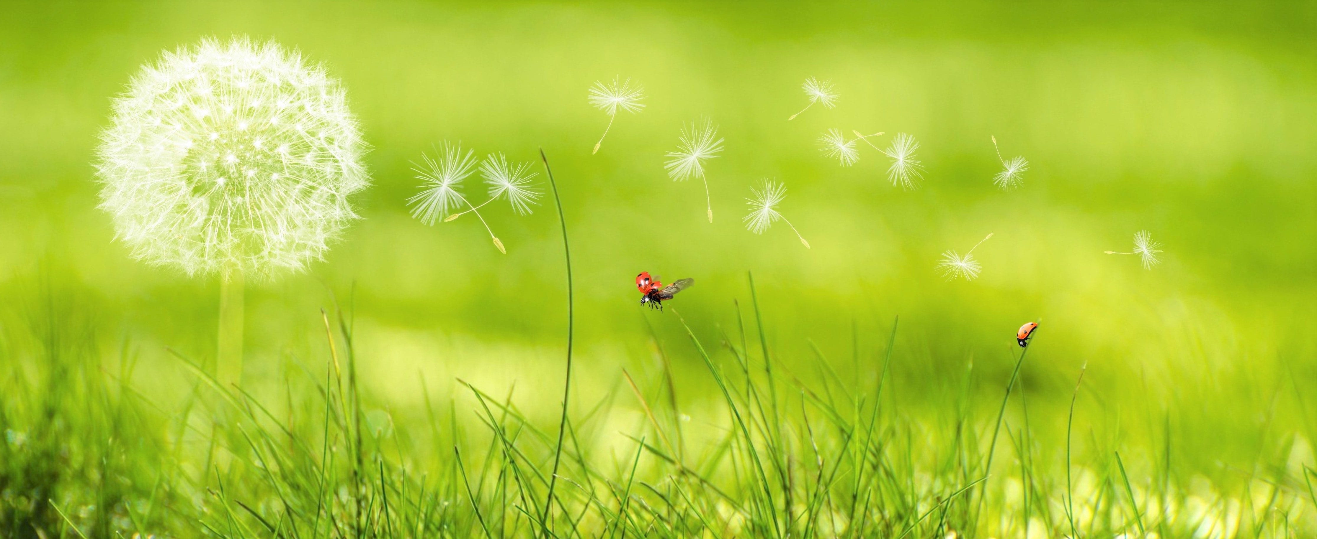 https://www.hooikoorts.com/content/uploads/2019/03/Pollen.jpg